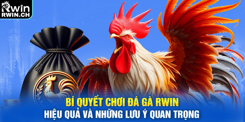 Bí quyết chơi đá gà RWIN hiệu quả và những lưu ý quan trọng